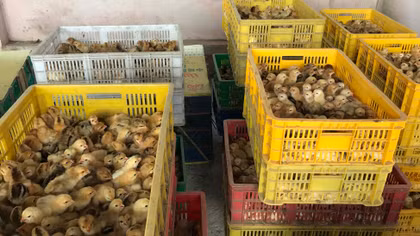 Phạt 75 triệu đồng vì vận chuyển gia cầm nhập lậu