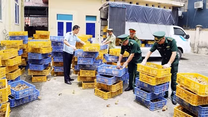 Vận chuyển 22.000 con gia cầm giống nhập lậu