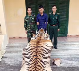 Vận chuyển da và xương hổ qua biên giới 