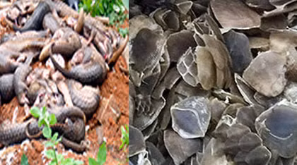 Hơn 2 tạ tê tê sống lột vẩy trong nhà kho một người dân ở Móng Cái