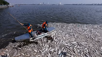 Hà Nội trả lời nguyên nhân cá chết ở Hồ Tây