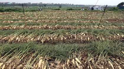 Giá củ cải, su hào sẽ ổn định tăng trở lại sau khoảng 10 ngày nữa