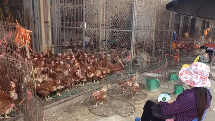 Luân chuyển cán bộ thú y bị nghi mua bán dấu kiểm dịch tại chợ Hà Vĩ