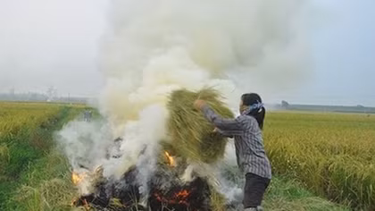 Hiểm họa từ việc đốt rơm rạ 