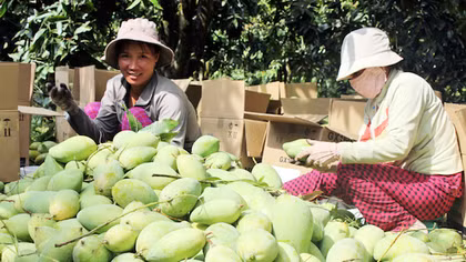 Quả xoài Việt Nam chính thức được xuất khẩu sang Mỹ