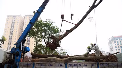 Hà Nội chặt hạ, di chuyển 476 cây xanh trên đường Láng