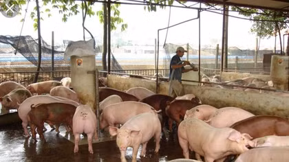 Huy động cả hệ thống chính trị vào cuộc ngăn chặn dịch tả lợn Châu Phi