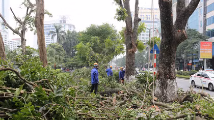Hà Nội di chuyển, chặt hạ 130 cây xanh trên đường Kim Mã