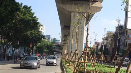 Giám đốc Cty cây xanh lên tiếng về việc trồng cây dưới đường sắt đô thị