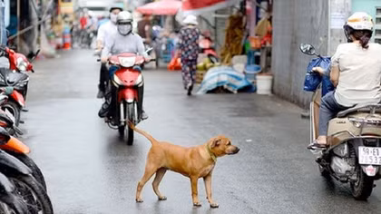 Hà Nội yêu cầu nuôi chó mèo phải đăng ký với chính quyền sở tại