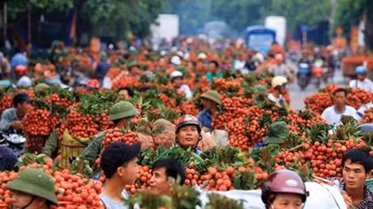 Ủy quyền giám định độc lập xuất khẩu vải thiều không phù hợp thông lệ quốc tế