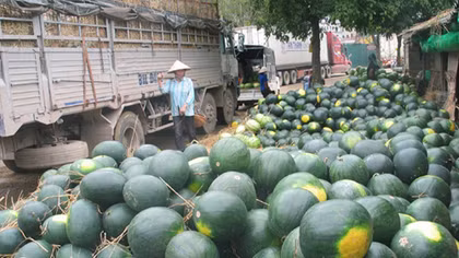 Thủ tướng yêu cầu “giải cứu” nông sản ách tắc tại Tân Thanh