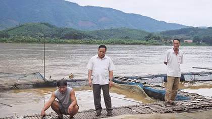 Các hộ dân có cá chết do xả lũ Hòa Bình sẽ được đền bù