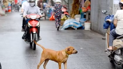 Người Hà Nội đang nuôi gần 500.000 con chó, mèo