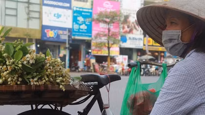 Hoa bưởi thôn quê đưa hương phố thị