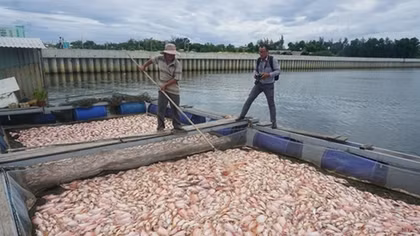 Ngư dân Đà Nẵng điêu đứng vì hơn 60 tấn cá lồng bè chết chưa rõ nguyên nhân