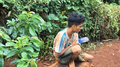 Nửa đêm rủ nhau đốn hạ cây Thủy Tùng hơn 500 năm tuổi