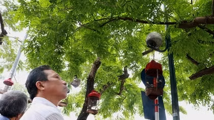 Nuối tiếc nhìn hàng sưa trăm tỷ ở Hà Nội trước ngày di dời 