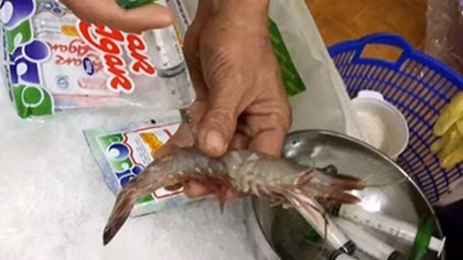 Bắt quả tang bơm tạp chất độc hại vào tôm ở Hà Nội