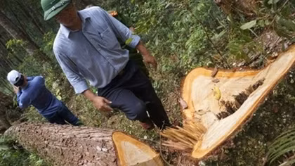 Rừng pơ mu trăm năm tuổi bị tàn phá tan hoang: Có dấu hiệu bảo kê
