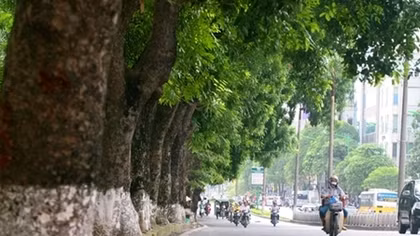 Hàng xà cừ cổ thụ ở Kim Mã sau 8 tháng bị di dời bây giờ ra sao?