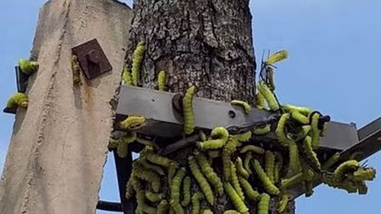 Hàng ngàn con sâu lạ ăn trụi lá cây xanh ở Bình Dương