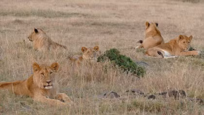 Mê mẩn, sửng sốt với cuộc sống hoang dã ở Masai Mara