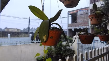 Cơn mưa "vàng" cứu sống ruộng đồng Quảng Trị