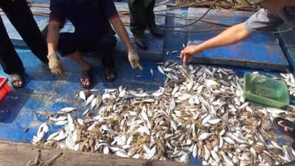 Không có độc tố trong mẫu cá chết trôi dạt vào bờ biển ở Quảng Trị