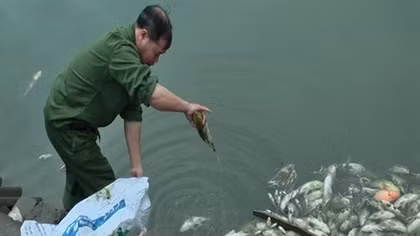 Xác minh cá chết do nhiễm độc nhà máy phân bón