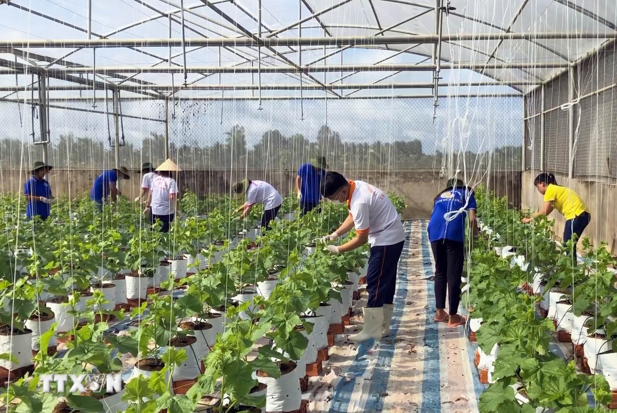 Mô hình trồng màu trong nhà kính cho năng suất, chất lượng cao để chuyển giao, nhân rộng của Trường Đại học Trà Vinh. (Ảnh: Phúc Sơn/TTXVN)