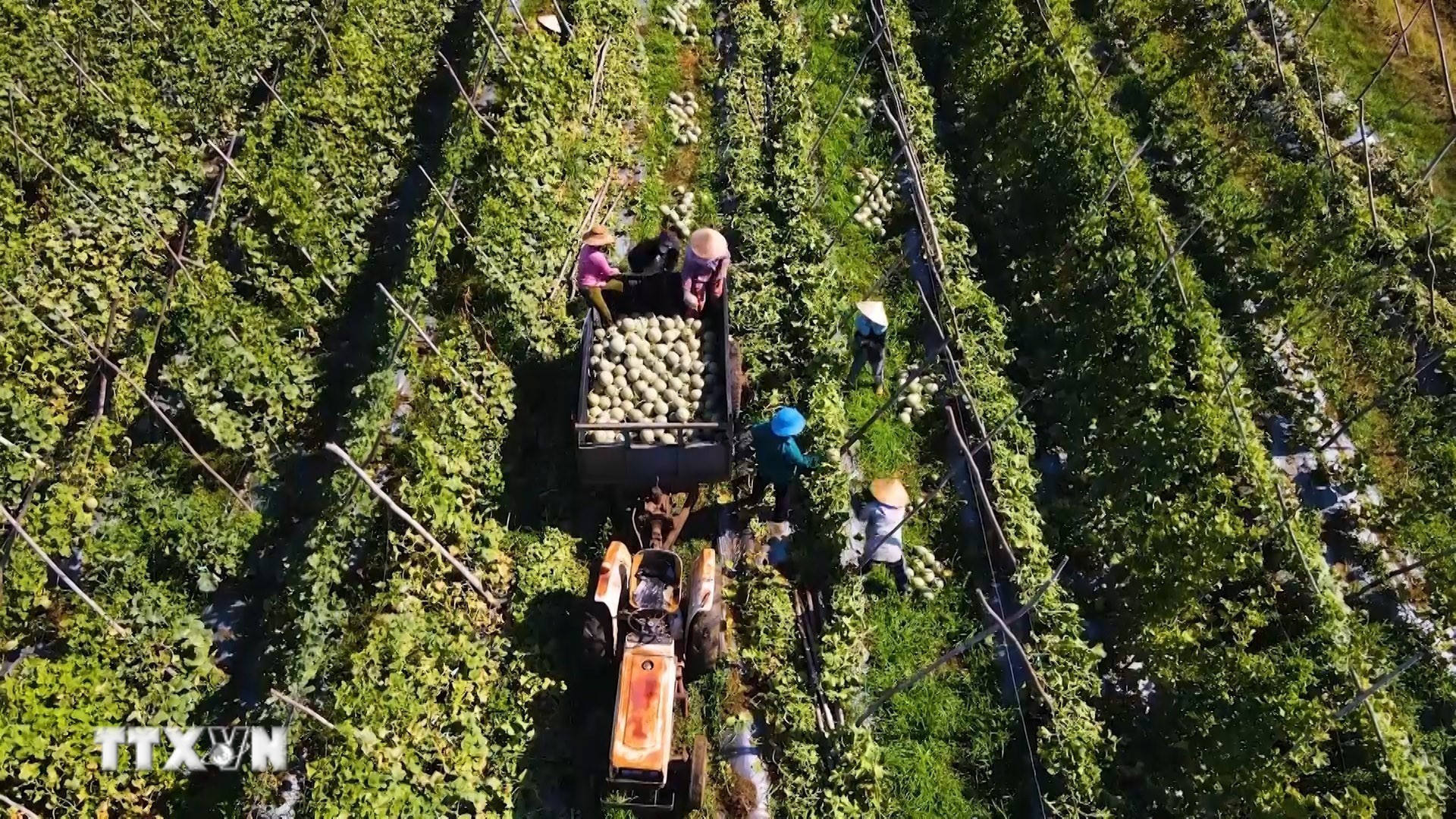 Nông dân xã Ba Gia, tỉnh Quảng Ngãi thu hoạch dưa được trồng theo tiêu chuẩn nông nghiệp sạch. (Ảnh: Hải Âu/TTXVN)