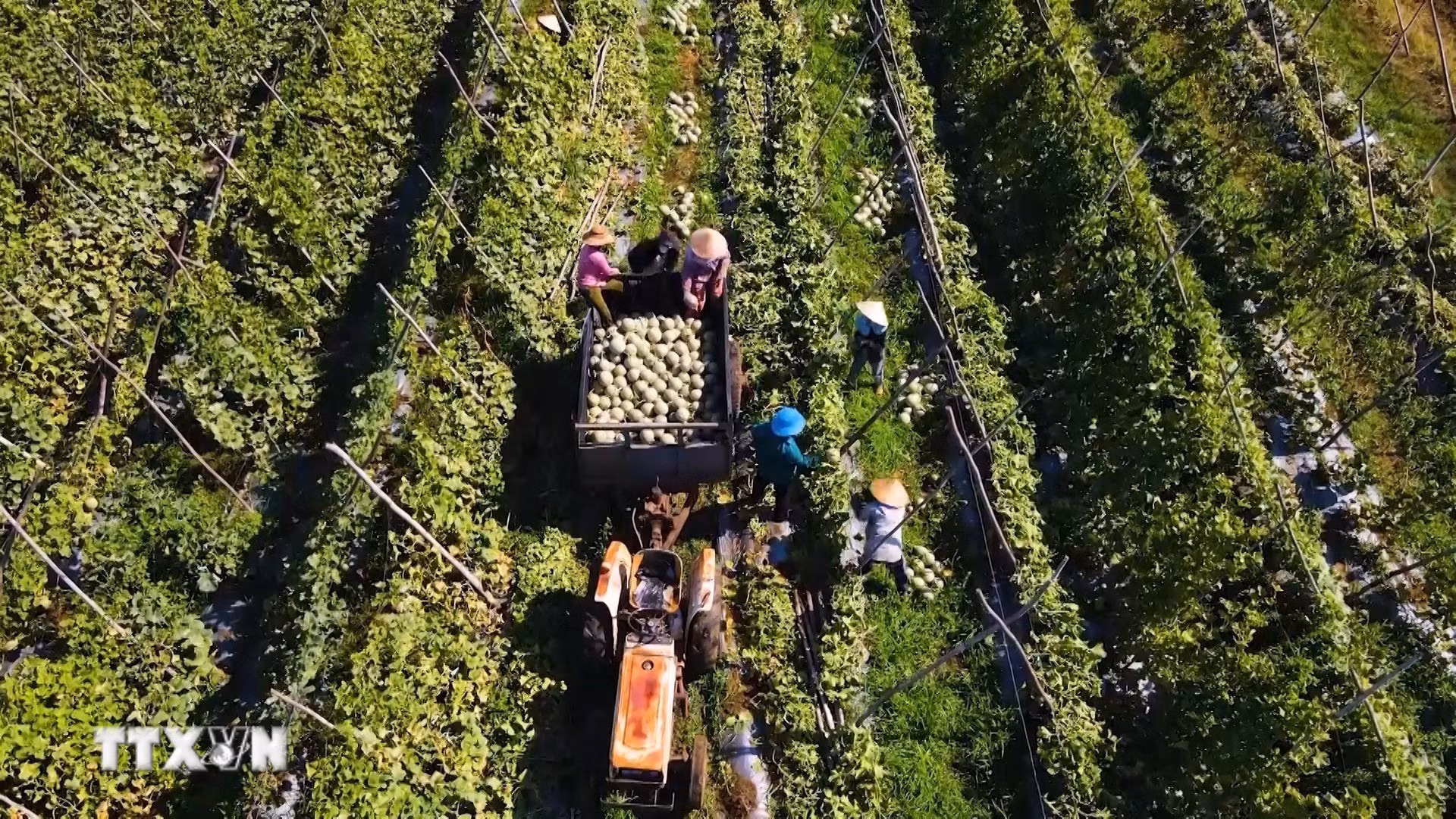 Nông dân xã Ba Gia, tỉnh Quảng Ngãi thu hoạch dưa được trồng theo tiêu chuẩn nông nghiệp sạch. (Ảnh: Hải Âu/TTXVN)