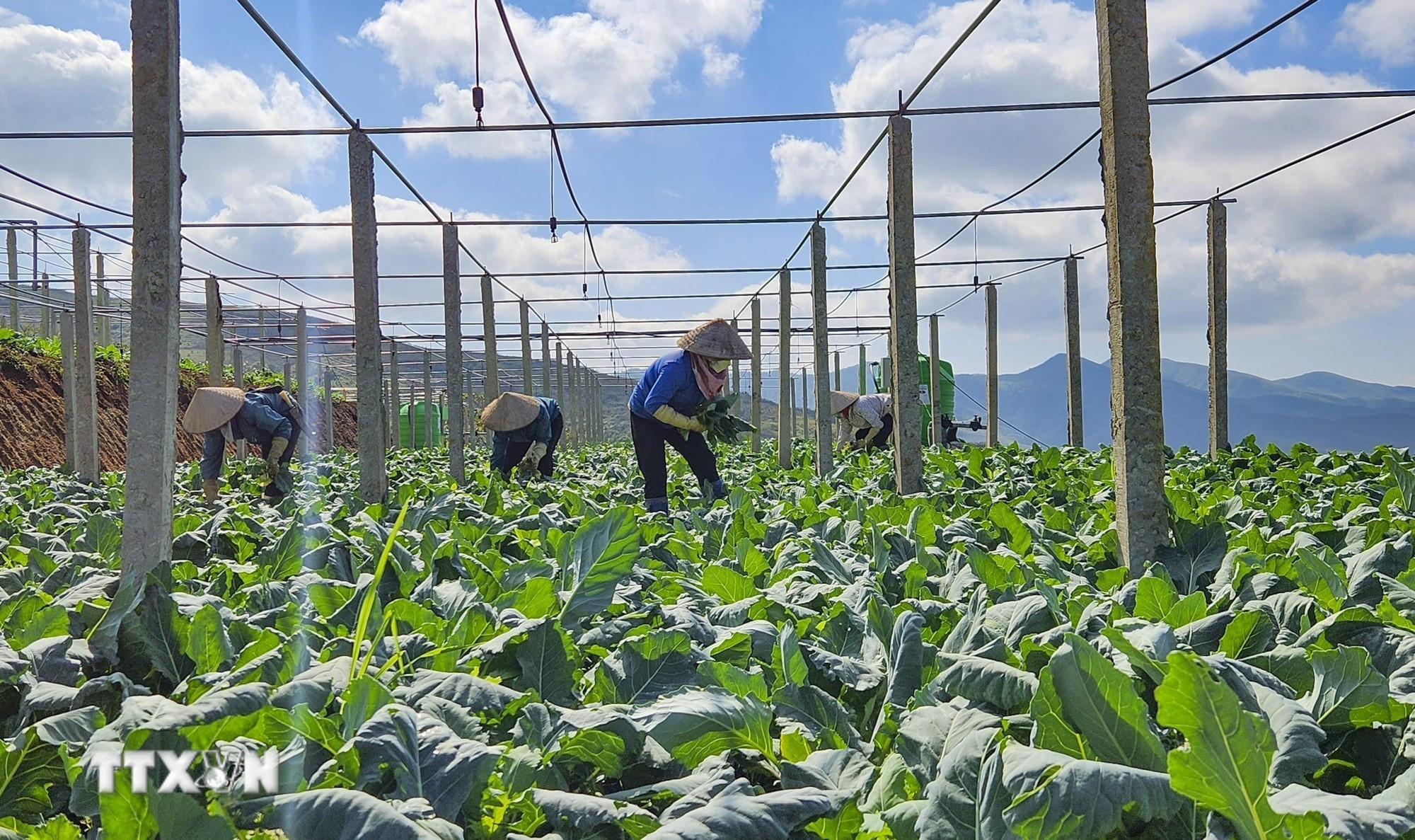 Trồng rau an toàn theo tiêu chuẩn VietGAP. (Ảnh: Phan Quân/TTXVN)