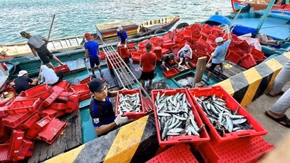 Ngư dân Quảng Trị "mở biển", chung tay chống khai thác bất hợp pháp