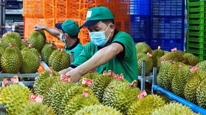 Đề xuất khoanh vùng báo động đỏ vùng trồng sầu riêng có nguy cơ cao