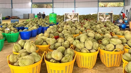 Vì sao hàng loạt kho hàng ngưng thu mua sầu riêng?