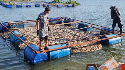 Quặn lòng nhìn 80 tấn cá sắp thu hoạch chết trắng trong hồ