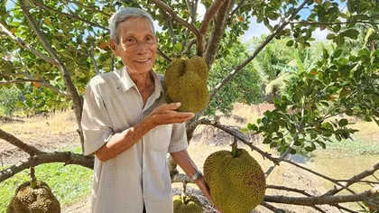 Những nông dân kiếm hàng tỷ đồng từ na Thái, mít không hạt