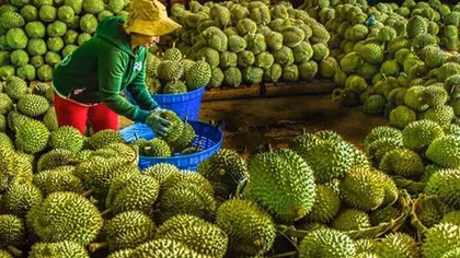Giả mạo đặc sản địa phương: Nguy cơ mất thương hiệu và lòng tin