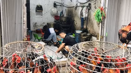 Hà Nội "chốt" xử lý dứt điểm 700 điểm giết mổ gia súc, gia cầm trước tháng 9