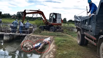 Ô nhiễm nghiêm trọng vì xác lợn chết vứt bừa xuống kênh mương