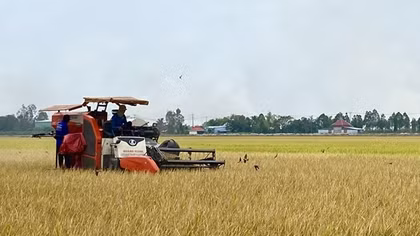 Đẩy mạnh cho vay sản xuất, kinh doanh lúa gạo