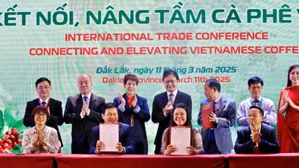 Cà phê Việt Nam trước thách thức quy định phòng chống phá rừng của EU