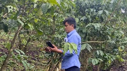 Vụ hơn 5,5ha cà phê rụng quả bất thường: Lấy mẫu phân bón xác định nguyên nhân