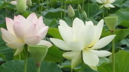 Đi vào thơ - tự mình lưu đày cùng chữ nghĩa