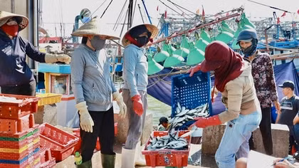 Mùa săn cá nục gai ở Quảng Trị