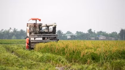 Hải Dương thu hoạch lúa đông xuân ở huyện đầu tiên