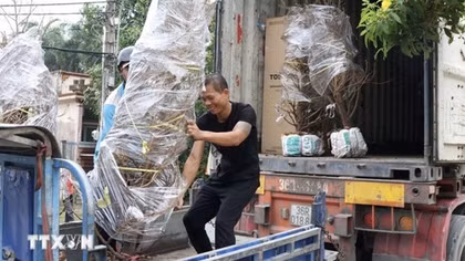 Làng mai vàng lớn nhất TP Hồ Chí Minh rộn ràng vụ Tết