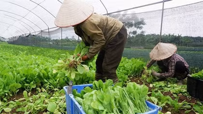 Tạo chuyển biến rõ rệt trong nhận thức và hành động về an toàn thực phẩm